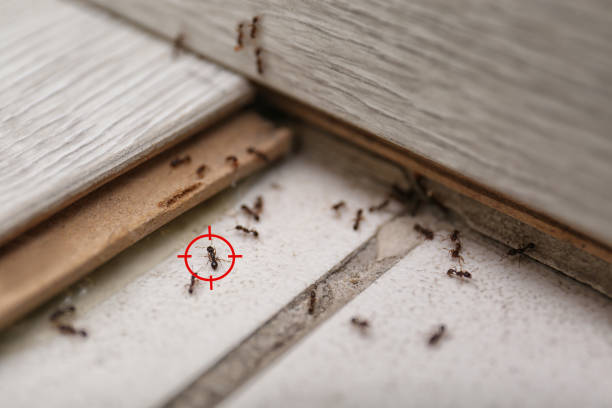 Best Best Pest Control Companies  in Justin, TX