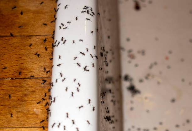Best Mosquito Control Services  in Justin, TX