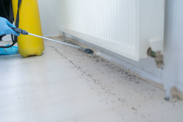 Best Affordable Pest Control Services  in Justin, TX